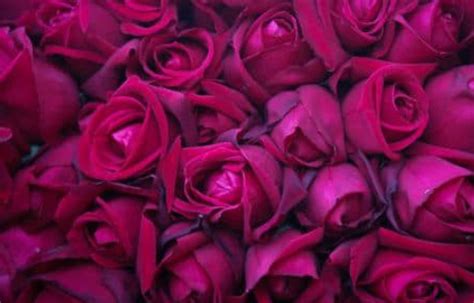 路易十四玫瑰月季花品种介绍及图片 - 蓝妖花园