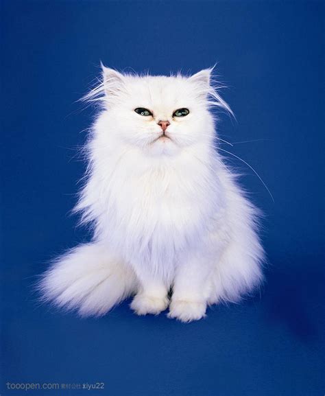 白色非主流猫咪头像