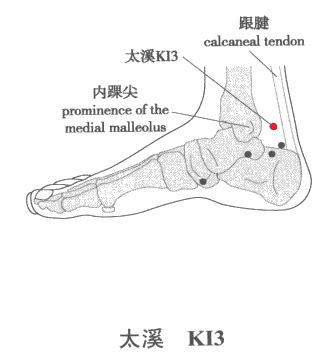 趺阳脉位置图解图片