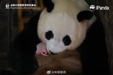 “海归”大熊猫顺利产崽！喜迎两胎四崽熊猫宝宝