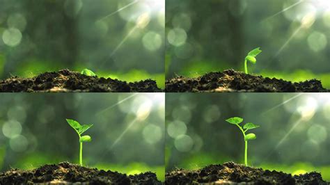 发芽的植物图片-土壤中刚刚发芽的植物素材-高清图片-摄影照片-寻图免费打包下载