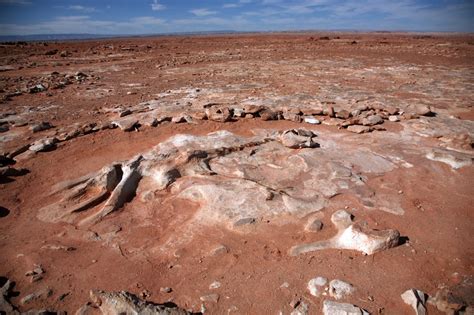 美国西部恐龙坟场：疑似数百具恐龙骨骼化石，这儿发生了什么？