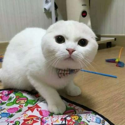 白色非主流猫头像