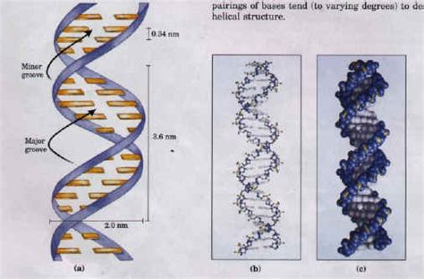 【2.1.5】核酸(Nucleic Acids) - Sam