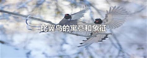 比翼鸟又名鹣鹣、鹣鲽、蛮蛮此鸟仅一目图片