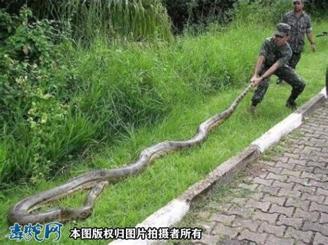 中国最吓人的一条巨蛇，长达50米的巨蟒将目击者当场吓晕过去|世界之最|奇说-红叶网