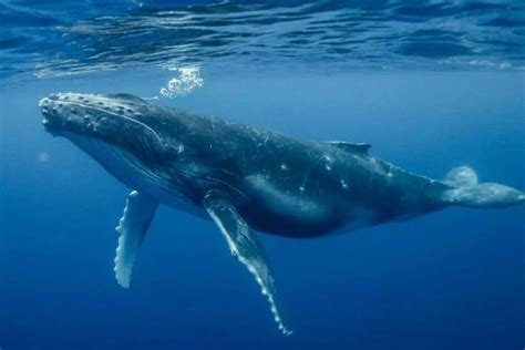 巨鲸,超级巨鲸,巨鲸王_大山谷图库