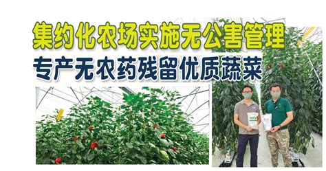 集约化育苗 助农业绿色高效_中国农科新闻网