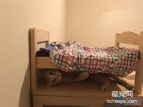 打雷我怕怕！小傻猫决定睡床底 还想拉被被进去盖-辈宠网
