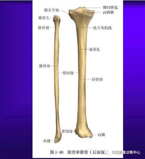 骨小梁示意图图片