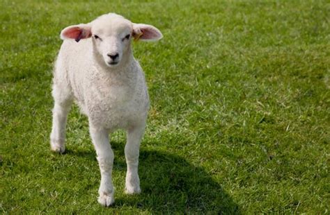 最新最可爱的羊宝宝取名大全 -好名字网