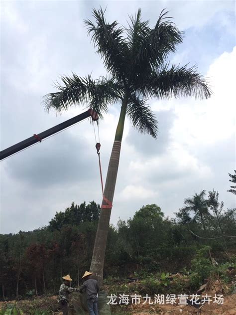 [大王椰子树批发]大王椰子树 杆高5米 自然高度8米 大王椰子（大王棕）价格 椰子树价格700元/棵 - 惠农网