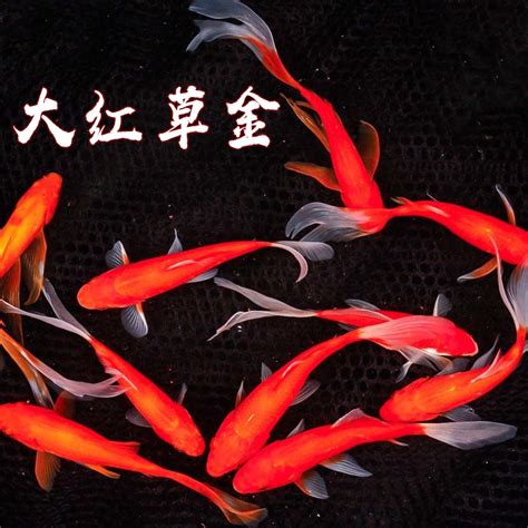 池鱼图片