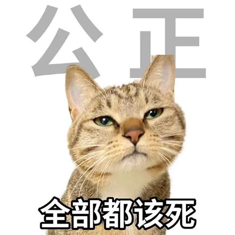 癫猫神经猫表情包图片 癫猫神经猫表情包图片