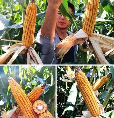 玉米种子是大粒好还是小粒好？_北京禾佳源农业科技股份有限公司