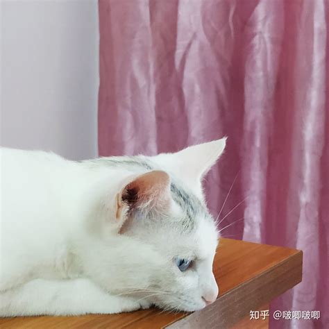 白猫摄影图__家禽家畜_生物世界_摄影图库_昵图网nipic.com