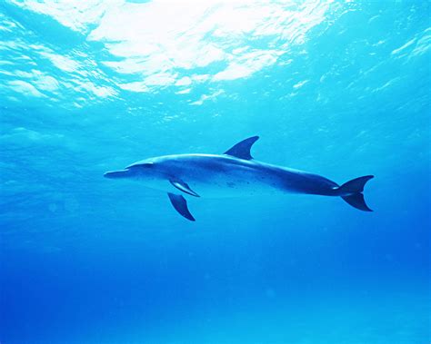 两只海豚图片-两只海豚在水下嬉戏素材-高清图片-摄影照片-寻图免费打包下载