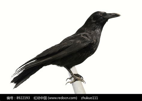 大嘴乌鸦-宁夏鸟类-图片