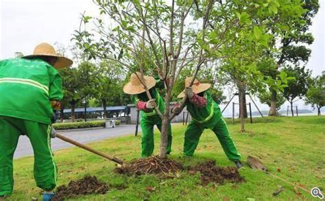 住宅小区园林绿化中植被配置策略-广东田野风实业有限公司