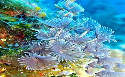 海南珊瑚美炸了 潜水下一片色彩斑斓 让你惊喜连连！|海南|分界洲岛|珊瑚_新浪新闻