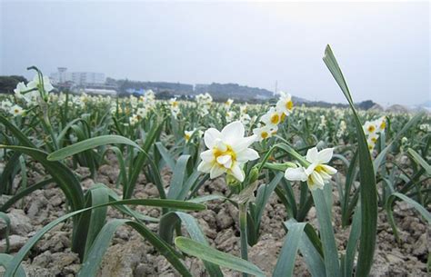 【水仙花摄影图片】上海市生态摄影_guguch_太平洋电脑网摄影部落
