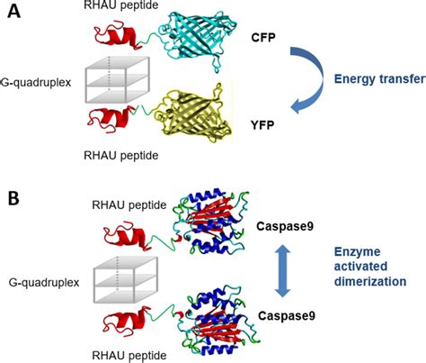 SUMO Teams Up with a Translocase to Save TOPO: Molecular Cell