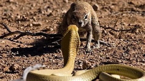 黑曼巴大战眼镜王蛇 世界上最危险的毒蛇VS万蛇之王_腾讯视频