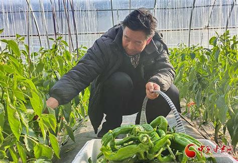 甘肃静宁：饲草玉米收获忙-人民图片网