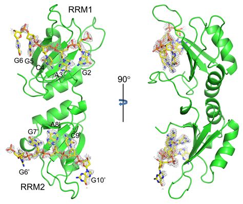 [成果]肽链相互交织的多结构域蛋白质内部的协作性和折叠动力学-北京师范大学新闻网