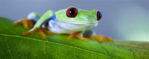 青蛙是怎样捕捉害虫的 青蛙捕捉害虫方法简述_知秀网