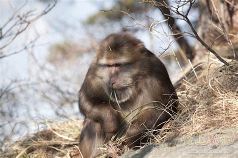 黔灵山庐山的猴黄山短尾猴,陆地动物,动物摄影,摄影素材,汇图网www.huitu.com