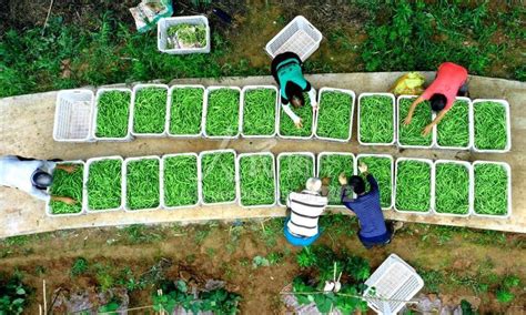 四川仁寿：蔬菜丰收 村民增收-人民图片网