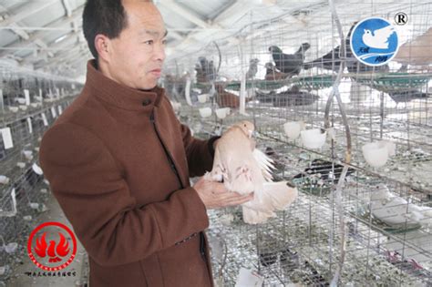 在手中吃食物的鸽子图片下载_红动中国