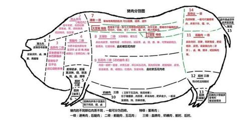 猪部位分解图图片
