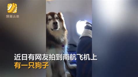 客机上惊现大型犬，南航-这是证件齐全的精神抚慰犬_凤凰网视频_凤凰网