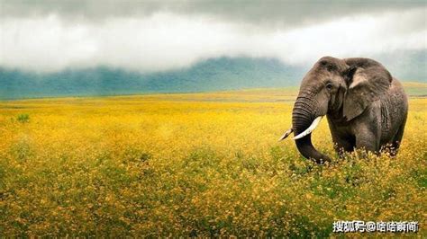 苹果浏览器最大值亚洲象吃草或在亚洲野生物照片中喂食鼻子高清图片下载-正版图片307842838-摄图网
