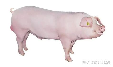小猪宝贝2:小猪进城