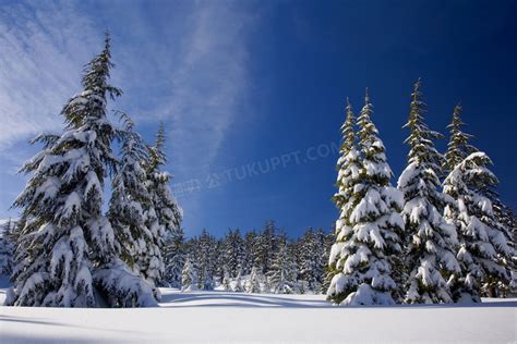 挂着厚厚积雪的针叶林摄影高清jpg格式图片下载_熊猫办公