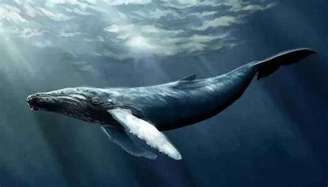 什么是鲸落_我国科学家在南海首次发现鲸落 鲸落是什么意思长什么样子_什么是鲸落,什么,是,鲸,落 - 早旭阅读