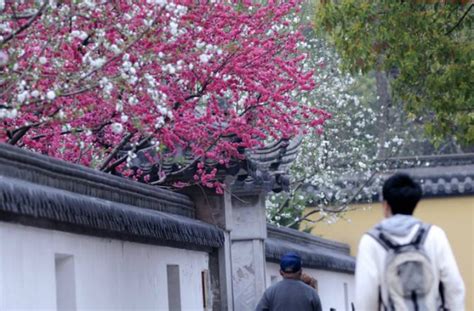 满园春色关不住，人融期间心飞扬，西京学院迎来最美花季|西京学院|陕西省|花种_新浪新闻