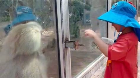 狒狒在动物园被小朋友投喂，拉抽屉的熟练度惊人_凤凰网视频_凤凰网