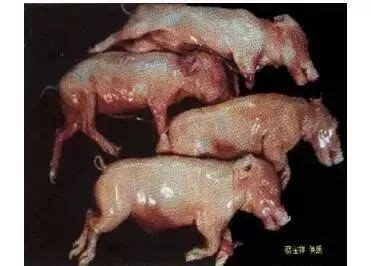 我院在母猪高效繁育技术集成示范方面取得成效