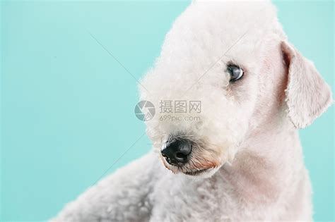 贝德灵顿梗犬，这是一只外表像小羊羔，然而内心却住着狮子的狗狗|贝德|梗犬|狗狗_新浪新闻