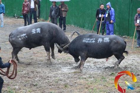 郑州在线-新闻-贵州新春民间斗牛场面壮观吸引游客