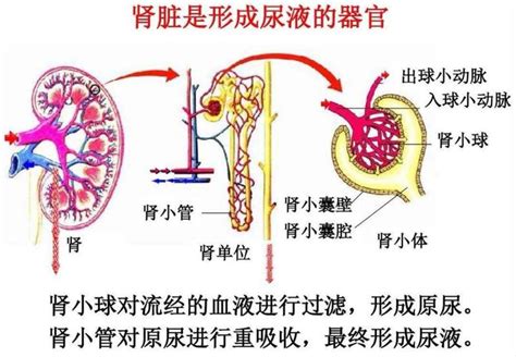 男性泌尿生殖系统解剖模型_上海柏教医学仪器制造厂