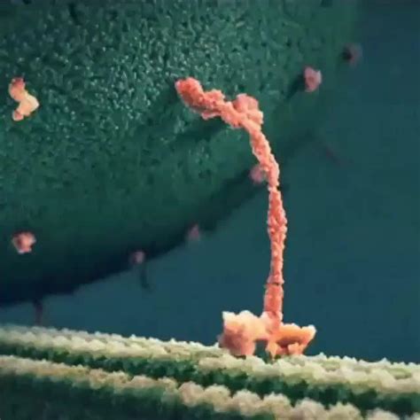 胞内运输，驱动蛋白运输分子通过微管照片摄影图片_ID:309185462-Veer图库