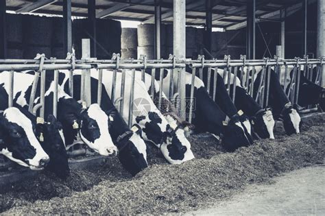 【幸福花开新边疆】挤28头奶牛只需15分钟 看科技牧场如何玩转畜牧业 - 国内新闻 - 云桥网