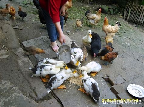 养殖鸭子利润有多少，土鸭养殖利润和成本与风险