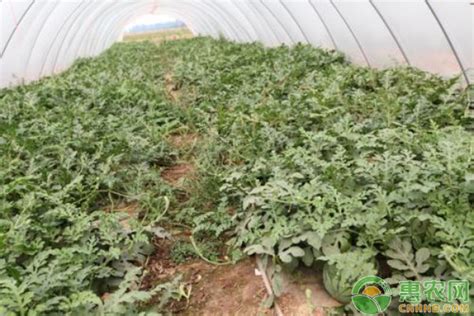 西瓜的种植方法，有哪些技术管理要点 - 农敢网