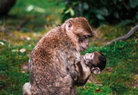 猴宝宝和妈妈_素材CNN